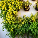 Cultivando um Jardim Vertical de Ervas em Casa