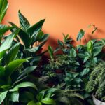 Plantas de Interior que Purificam o Ar com Pouca Luz