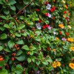 Pragas em Jardins Verticais: Como Vencer Naturalmente