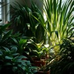 Plantas de Interior: Guia de Cuidados para Ambientes com Pouca Luz