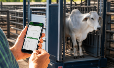 Aplicativo para Pesar Gado: Controle Eficiente