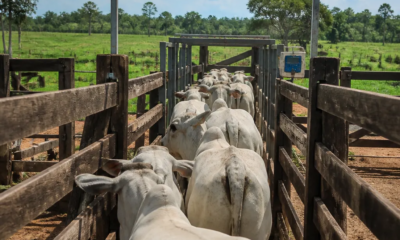 Balança de Gado: Pesagem Precisa para Rebanho