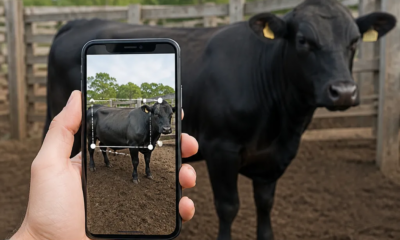 Como estimar peso do gado pelo celular com precisão