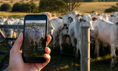 Como a IA estima o peso do seu gado só apontando o celular