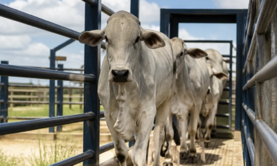 Balança de Gado: Pese com Precisão