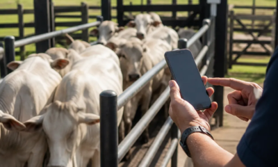 Aplicativo de balança de gado para android gerencia peso em tempo real