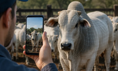 Aplicativo de IA que Estima Peso do Boi Apenas Apontando Celular