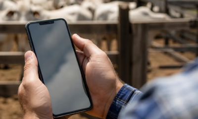 Balança de gado no iphone controla rebanho com precisão profissional